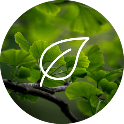 complément alimentaire ginkgo