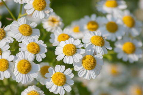 Feverfew 
