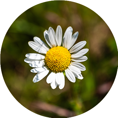 Feverfew