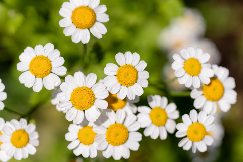Feverfew 