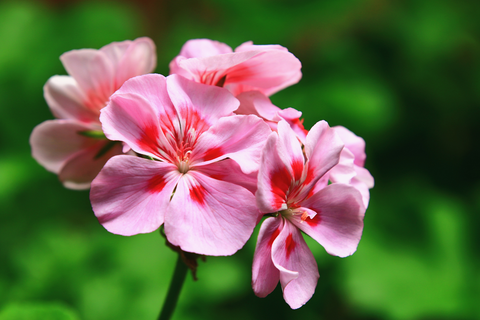 Geranium