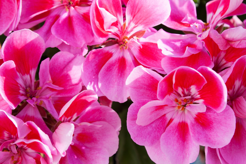 Geranium