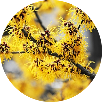 Witch hazel