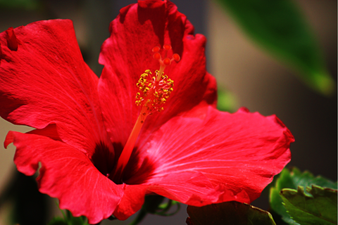 HIBISCUS