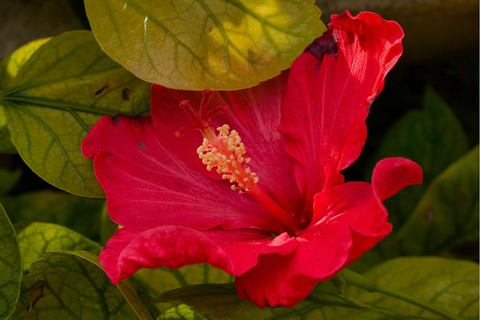 HIBISCUS