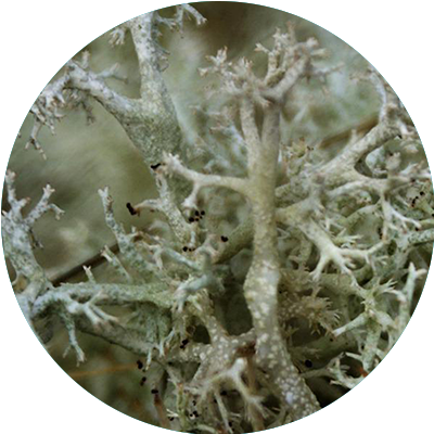 Reindeer lichen