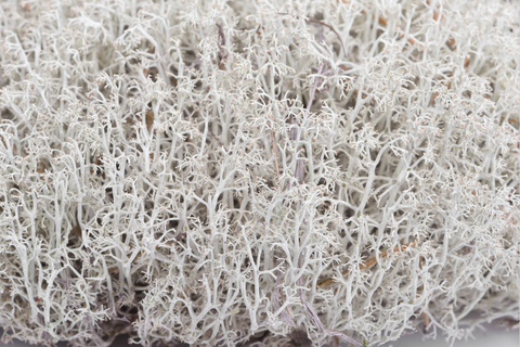 LICHEN DES RENNES