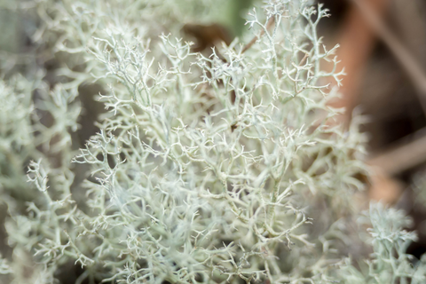 LICHEN DES RENNES