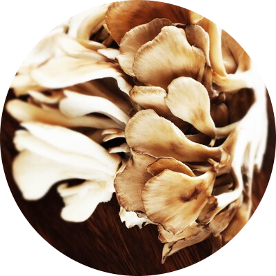 maitake