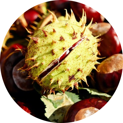 Chestnut tree