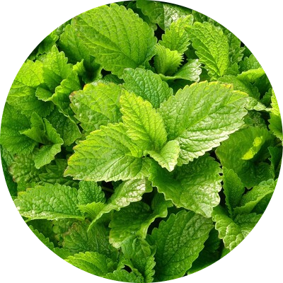Lemon balm