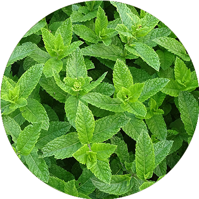 Peppermint