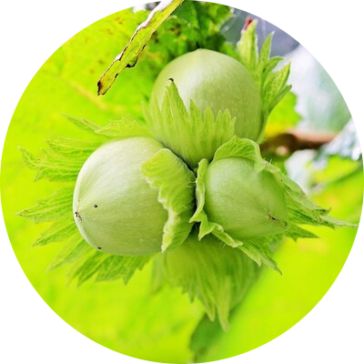 Hazel tree