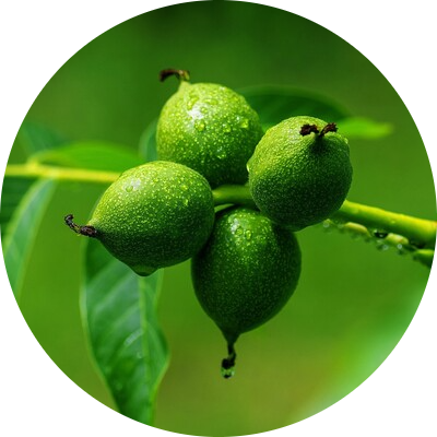 Walnut