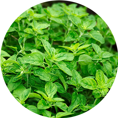 Oregano
