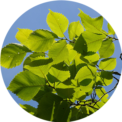 White elm