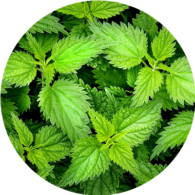 Nettle