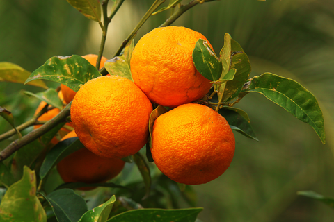 orange amer