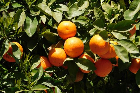orange amer