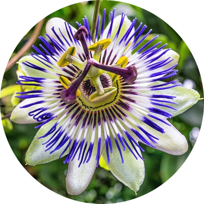Passionflower