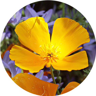 California poppy