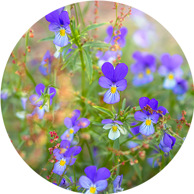 Wild pansy