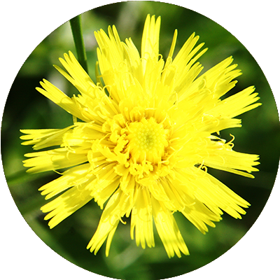 Hawkweed