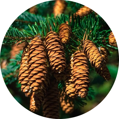 Mountain pine
