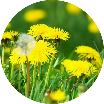 Dandelion