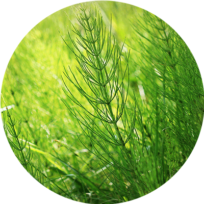 Horsetail