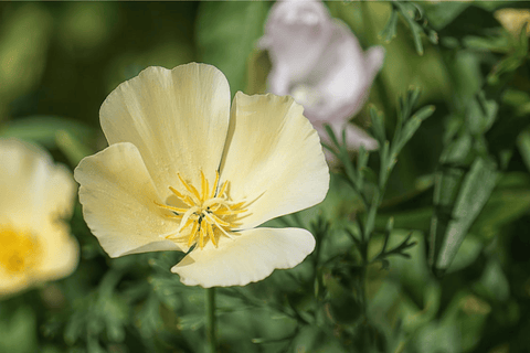 California poppy