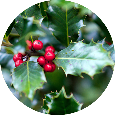 Small holly