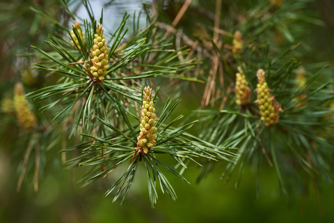 Pin sylvestre