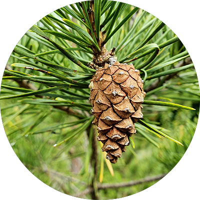 Scots pine