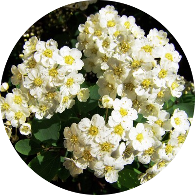 Meadowsweet