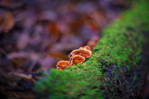 REISHI