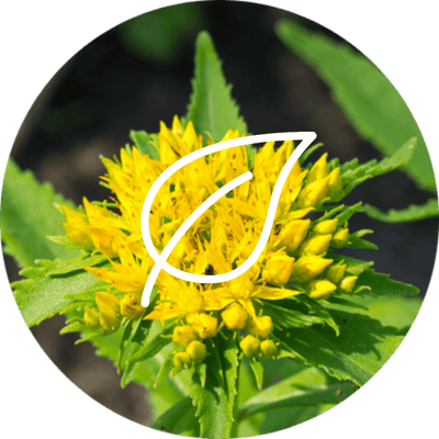 complément alimentaire rhodiola