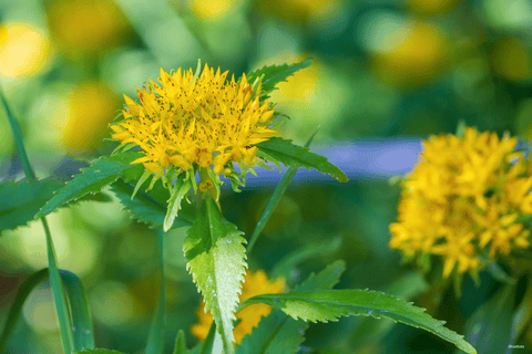 RHODIOLA