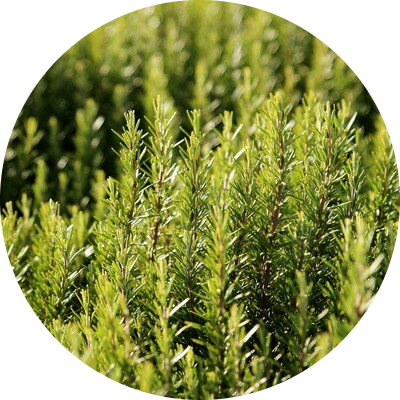 Rosemary