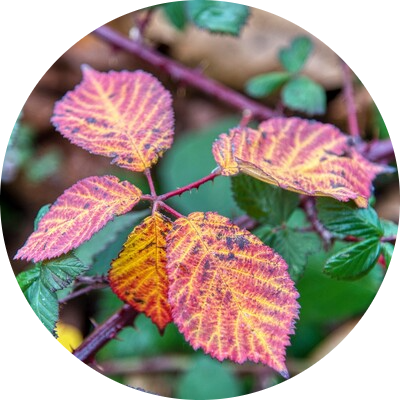 Bramble