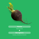 Organic Black Radish - 20 ampoules