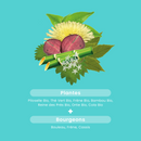 Organic Water Retention - 30 tablets