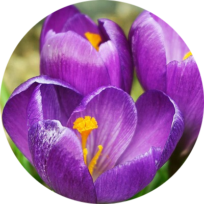Saffron
