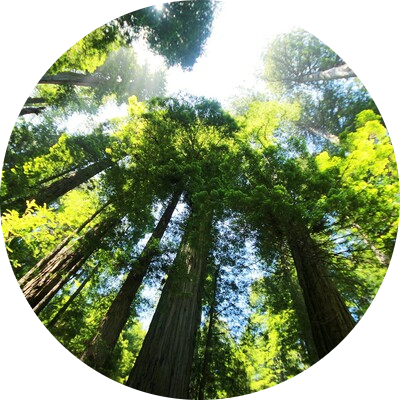 redwood