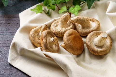 shiitake mushroom