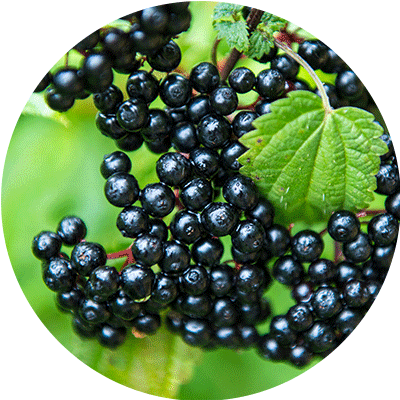 Elderberry