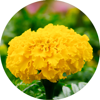 Tagetes