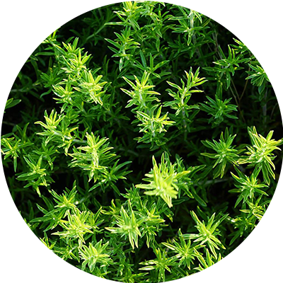 Thyme