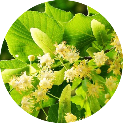 Linden tree