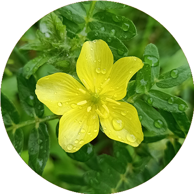 Tribulus terrestris
